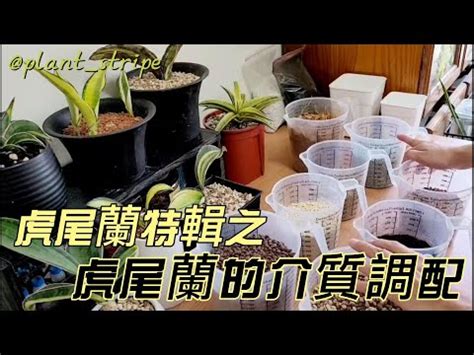 虎尾蘭泥土|虎尾蘭栽培全攻略：從繁殖到養護，打造您的綠色空間